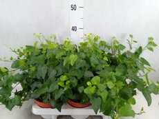 Hedera helix 'Natasja, pot 13 cm, h 25 cm - afbeelding 2