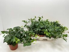 Hedera helix 'Natasja, pot 13 cm, h 25 cm - afbeelding 1