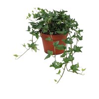 Hedera helix 'Shamrock, pot 13 cm, h 30 cm