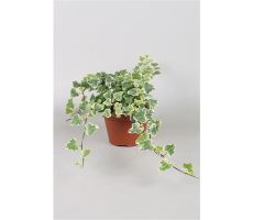 Hedera Helix White Wonder, pot 19 cm, h 50 cm - afbeelding 2