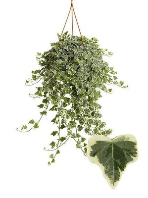 Hedera Helix White Wonder, pot 19 cm, h 50 cm - afbeelding 1