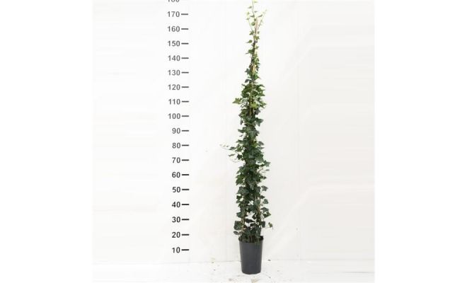 Hedera Helix 'WOERNER' 125-150 cm, klimplant in pot