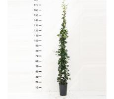 Hedera Helix 'WOERNER' 125-150 cm, klimplant in pot