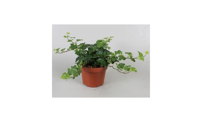 Hedera Helix Wonder, pot 13 cm