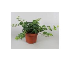 Hedera Helix Wonder, pot 13 cm