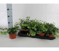 Hedera helix 'Wonder, pot 13 cm, h 25 cm - afbeelding 2