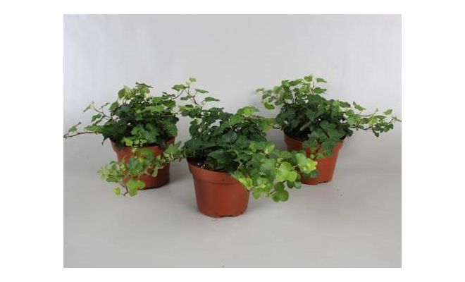 Hedera helix 'Wonder, pot 13 cm, h 25 cm - afbeelding 1