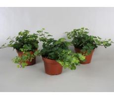 Hedera helix 'Wonder, pot 13 cm, h 25 cm - afbeelding 1