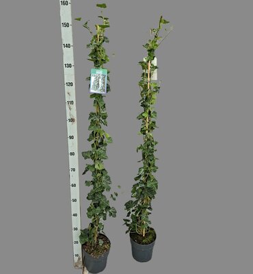 Hedera hibernica 160 cm