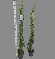 Hedera hibernica 160 cm