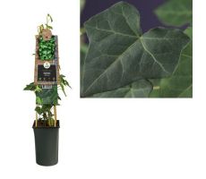 Hedera hibernica, klimplant in pot - afbeelding 2