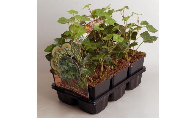 Hedera hibernica, 6 pack, draagtray