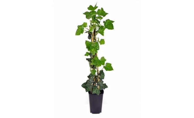 Hedera Hibernica (Klimop), , klimplant in pot 13 cm, h 80 cm - afbeelding 1