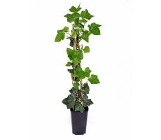 Hedera Hibernica (Klimop), , klimplant in pot 13 cm, h 80 cm - afbeelding 1