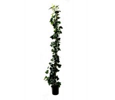 Hedera Hibernica (Klimop), , klimplant in pot 13 cm, h 80 cm - afbeelding 2