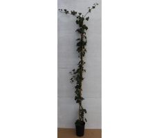 Hedera Hibernica (Klimop), pot 19 cm, h 170 cm, klimplant in pot - afbeelding 2