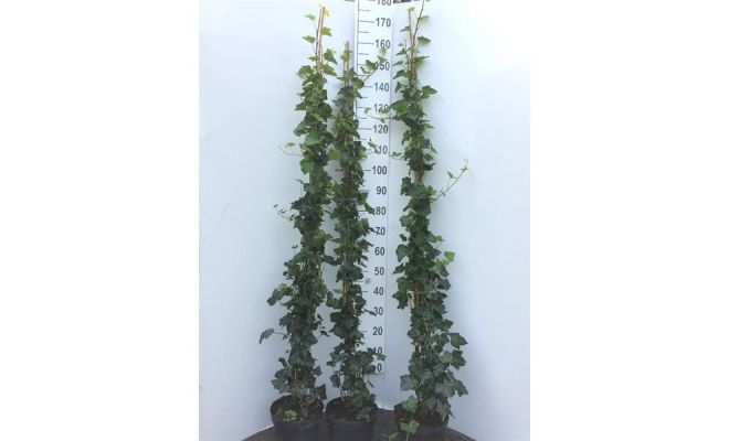 hedera hibernica p21 h150, klimplant in pot