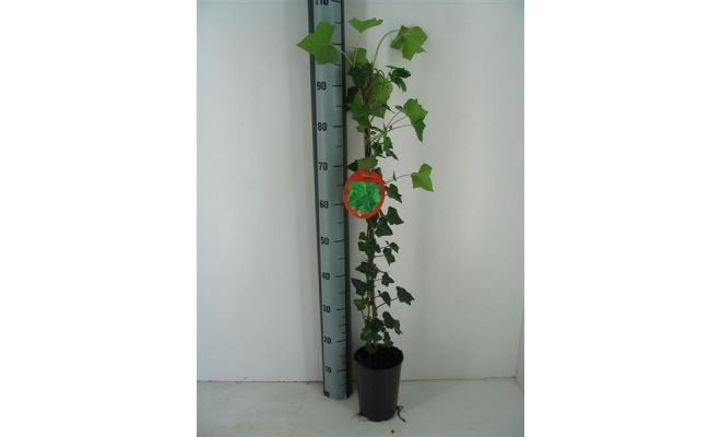 hedera hibernica potmaat 14cm planthoogte 80cm, klimplant in pot