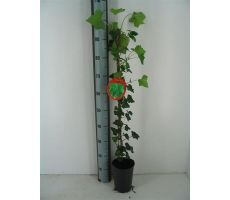 hedera hibernica potmaat 14cm planthoogte 80cm, klimplant in pot