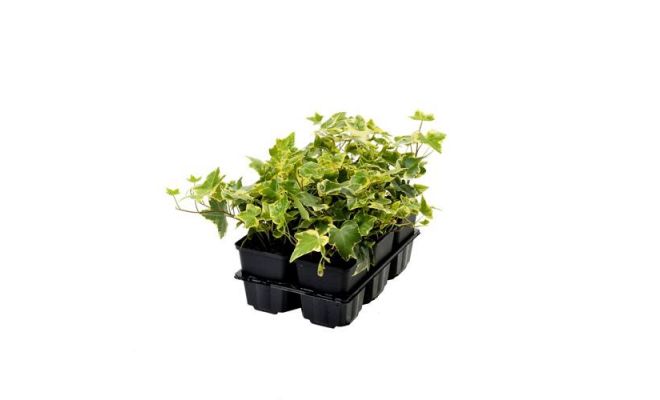 Hedera in soorten, wit/geel/groen, 6 pack - afbeelding 1