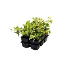 Hedera in soorten, wit/geel/groen, 6 pack - afbeelding 1