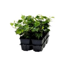 Hedera in soorten, wit/geel/groen, 6 pack - afbeelding 2