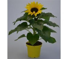 Helianthus an. 'Sunsation, pot 13 cm, h 35 cm