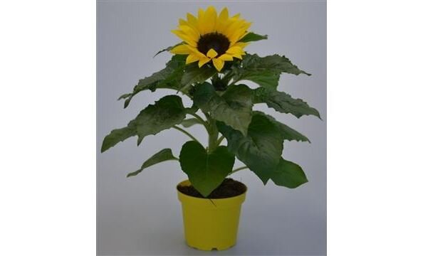 Helianthus an. 'Sunsation, pot 13 cm, h 35 cm