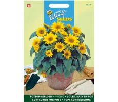 Helianthus annuus pacino 0.75g - afbeelding 2