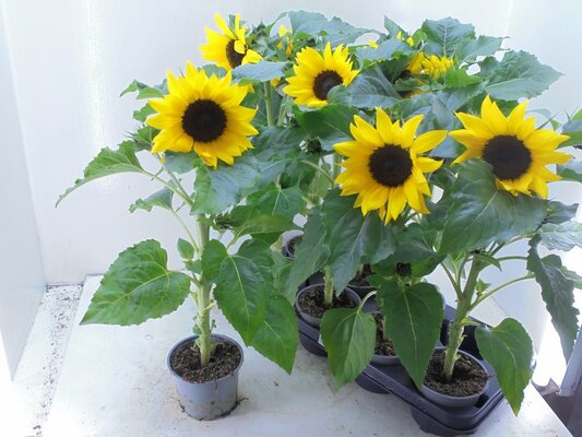 helianthus annuus 'sunsation p13 h35