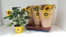 Helianthus Sunsation , pot 13 cm, h 30 cm