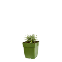 Helichrysum Italicum, pot 11 cm - afbeelding 2