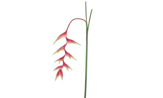 Heliconiasteel l134cm roze