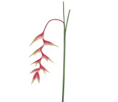 Heliconiasteel l134cm roze