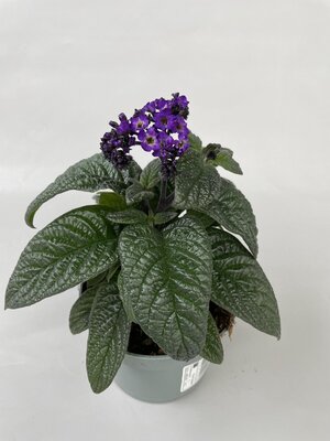 Heliotropium P14