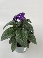 Heliotropium P14