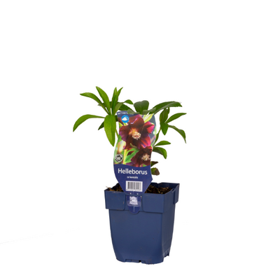 helleborus orientalis p11 - afbeelding 1
