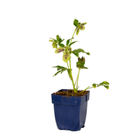helleborus orientalis p11 - afbeelding 2