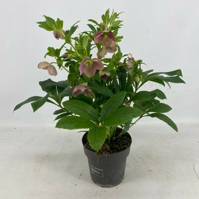 Helleborus orientalis, pot 15 cm, h 35 cm