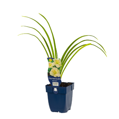Hemerocallis Joan Senior P11