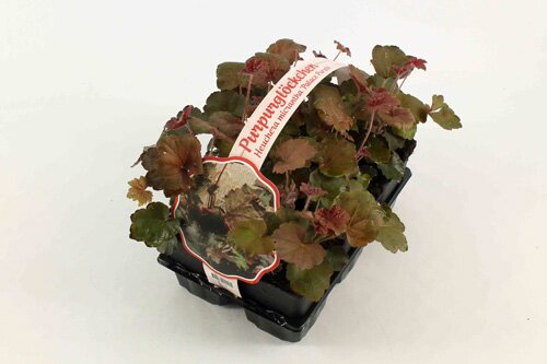 Heuchera mic. 'Palace Purple' 6-pack