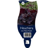 Heuchera micr. Palace Purple P11