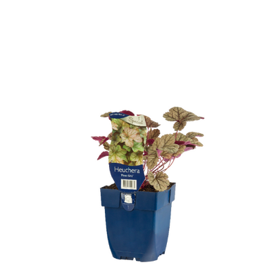 Heuchera Pinot Gris P11