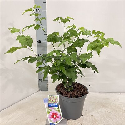 Hibiscus Flower Tower Purple, pot 19 cm, h 80 cm