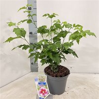 Hibiscus Flower Tower Purple, pot 19 cm, h 80 cm