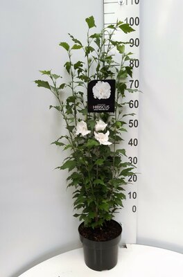 Hibiscus Flower Tower White, pot 29 cm, h 100 cm - afbeelding 1