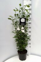 Hibiscus Flower Tower White, pot 29 cm, h 100 cm - afbeelding 1