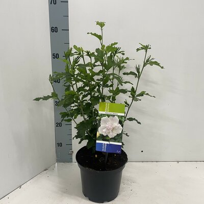 Hibiscus syriacus Admiral Dewey, pot 19 cm, h 70 cm - afbeelding 1