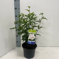 Hibiscus syriacus Admiral Dewey, pot 19 cm, h 70 cm - afbeelding 3