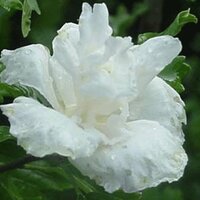Hibiscus syriacus Admiral Dewey, pot 19 cm, h 70 cm - afbeelding 3